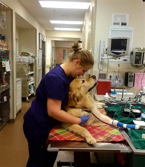 A Guide To Veterinary Emergency And Critical Care Oakland Veterinary