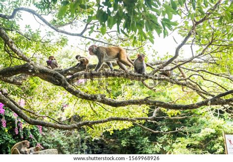 Adult Red Face Monkeys Rhesus Macaque Stock Photo 1569968926 Shutterstock