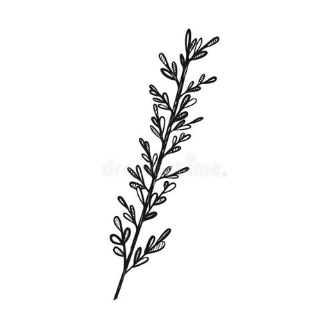 A Sprig Of Thyme Herbs For Cooking Cooking Doodle Style Drawn By