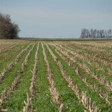 Cover Crops Sylvite