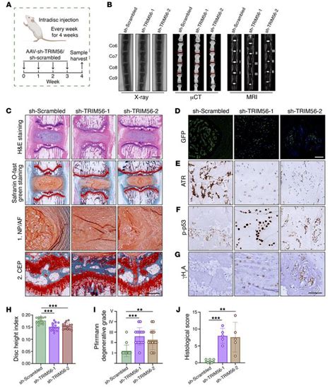 Jci Disassembly Of The Trim56 Atr Complex Promotes Cytodnacgassting