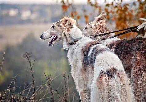 10 Strangest Looking Dog Breeds Who Are Still Adorable