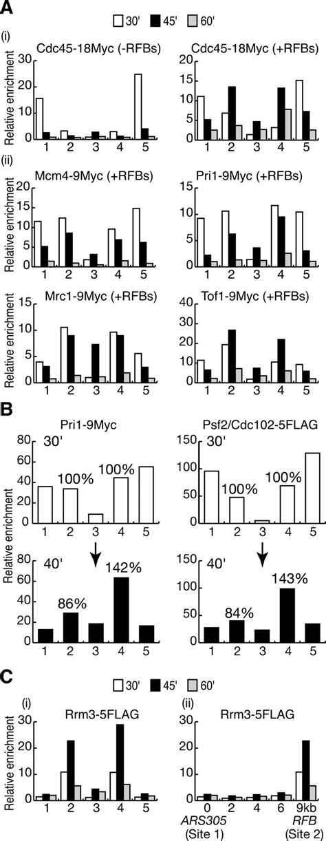 Molecular Anatomy And Regulation Of A Stable Replisome At A Paused