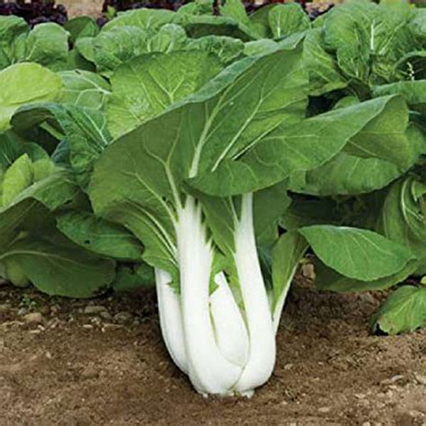 Buy Pak Choy Vegetable Seeds Online From Nurserylive At Lowest Price