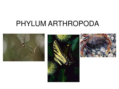 Ppt Phylum Arthropoda Powerpoint Presentation Free Download Id6736529