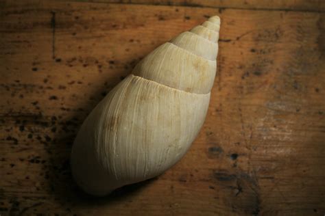 White Conch Shell Free Stock Photo Public Domain Pictures