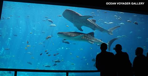 Georgia Aquarium | Wanna See It All