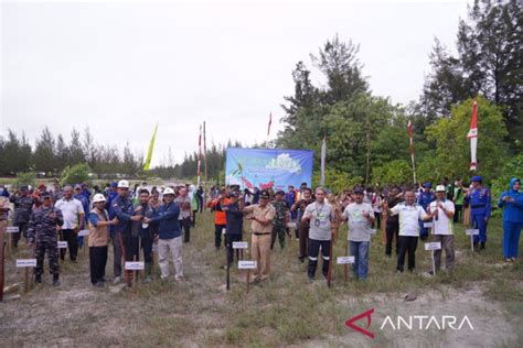 Tahun Pt Timah Tbk Bersama Yayasan Ikebana Tanam Mangrove Di Pesisir