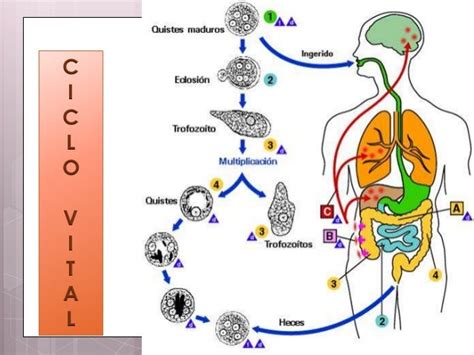 Parasitosis Intestinales