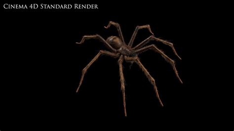 Domestic House Spider (Tegenaria Domestica) - 3D Model by GabrielCasamasso