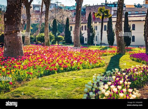 Blooming Tulip Flowers In The Gulhane Rosehouse Park Istanbul