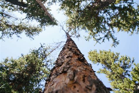 Poze Copac Natur Ramur Cer Lemn Perspectiv Tromp Latra