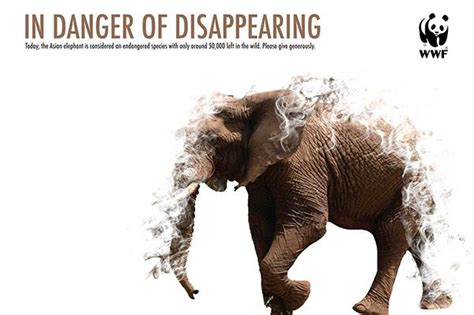 Wwf Posters On Behance Wwf Poster In This World Elephant Poster Save