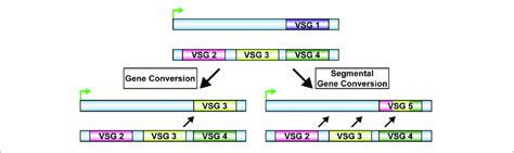 Trypanosoma Brucei Homologous Recombination Vsg Switching Vsg