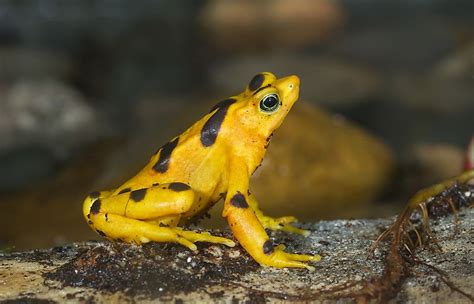 The World's Most Stunningly Yellow Animals - WorldAtlas