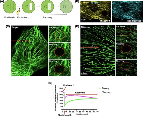 Localization Induction And Cellular Effects Of Tau Phosphorylated At