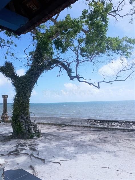 Old Tree On A Hot Day By The Beach Stock Photo Image Of Tree Beach