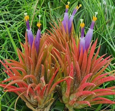 Bromeliads In Australia Tillandsia Evolution