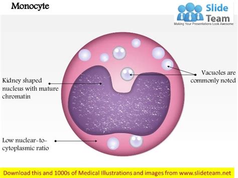 Monocyte medical images for power point