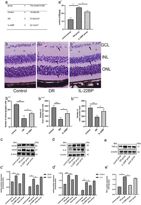 Il Bp Alleviated The Pathological Alterations Of Dr The Content Of