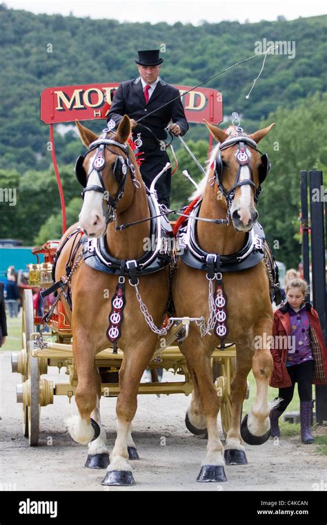 Shire Horse And Wagon Hi Res Stock Photography And Images Alamy