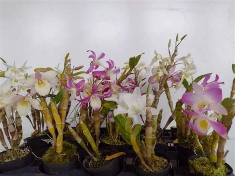 Orquídea Dendrobium Stardust Kit 10 Mudas Parcelamento sem juros