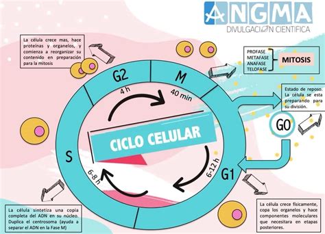 Ciclo Celular Mapa Mental