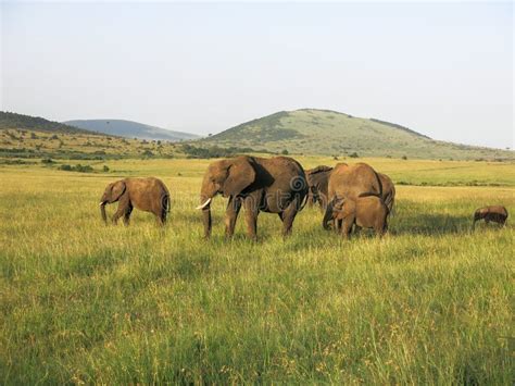 Animals in Maasai Mara, Kenya Stock Image - Image of helicopter, forest: 92110863