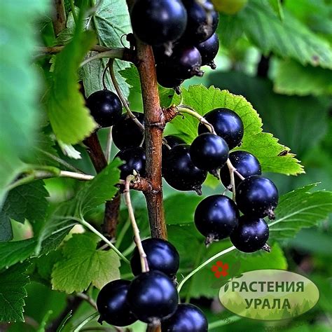 Смородина черная Радужная