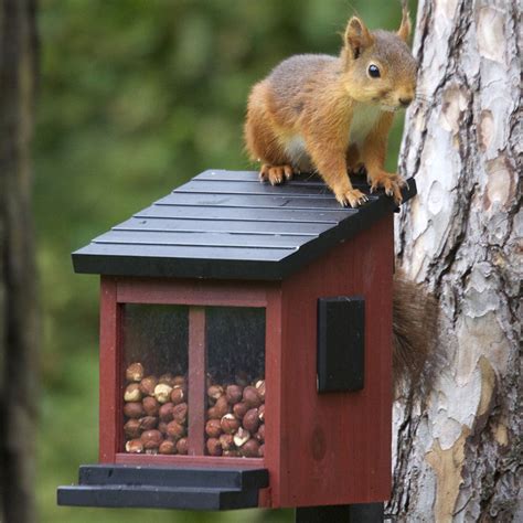 Foderhus Egern Wildlife Garden K B I Dag P Kikkertland Dk