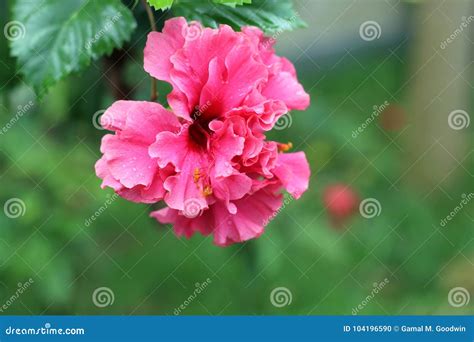 Flor Rosada Grande Del Hibisco Doble Foto De Archivo Imagen De Rojo