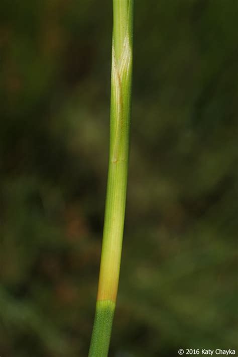 Cladium Mariscoides Smooth Sawgrass Minnesota Wildflowers