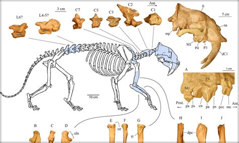 Top 78+ imagen saber tooth tiger fossil - Abzlocal.mx