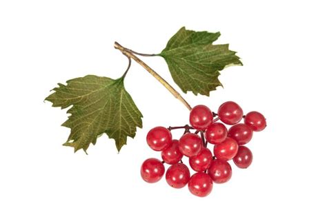 Premium Photo Viburnum Berries On A White Background