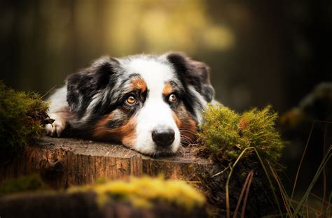 Fondo De Pantalla De Pastor Australiano Perro Collie Australiano Pastor