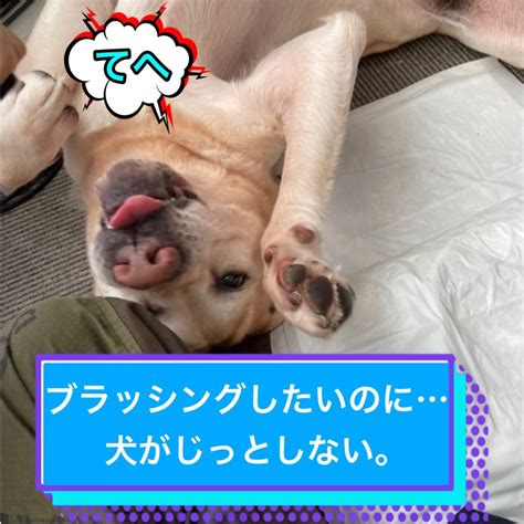 ブラッシングしたいのに、犬がじっとしない。。。 松本秀樹の三度の飯より犬が好き！by アメブロ