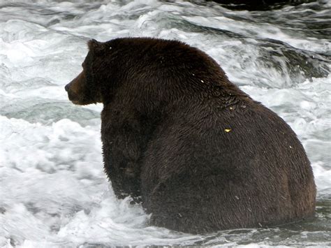 There's A Fattest Bear Competition And Here Are The Thiccest Chonkers