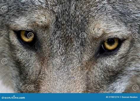 Wolf Eyes Stock Images - Image: 21981274