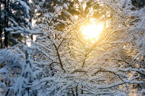 Sch Ne Winterlandschaft Bei Sonnenuntergang Mit B Umen Im Schnee Und