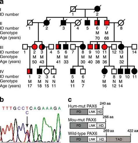 Pax6 Gene Mutation Leads To Igt And Diabetes A Illustration Of A