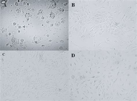 Figure 2 From Trans Differentiating Human Adipose Derived Mesenchymal