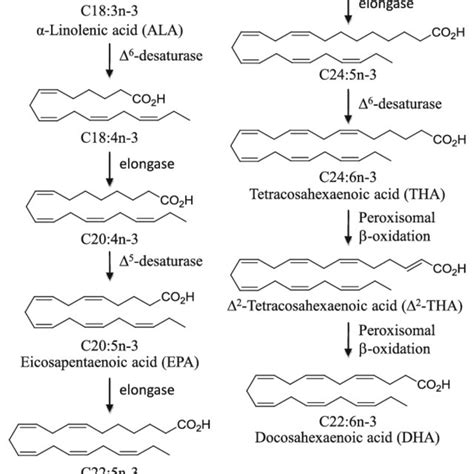 Metabolic Pathway Of Bioconversion Of N 3 Polyunsaturated Fatty Acids