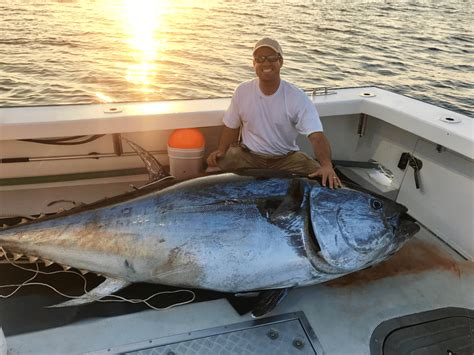 Dressing And Handling Bluefin Tuna Gloucester Ma Karen Lynn Charter