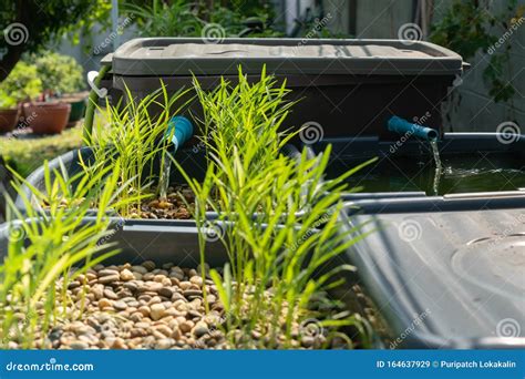 Aquaponics System Combines Fish Aquaculture With Hydroponics