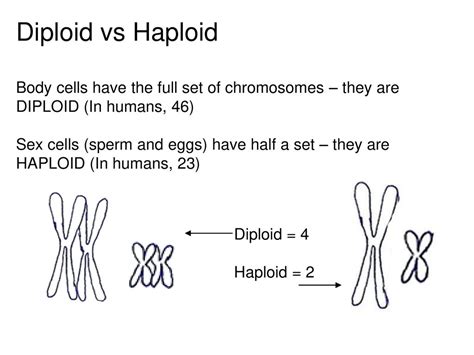 Chapter 10 Meiosis Copyright © The Mcgraw Hill Companies Inc Permission Required For