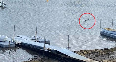 Warning as shark spotted at popular Sydney spot: 'Don't swim'