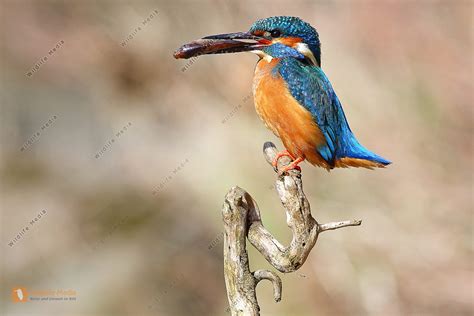 Eisvogel M Nnchen Bild Bestellen Naturbilder Kaufen Ab Bei