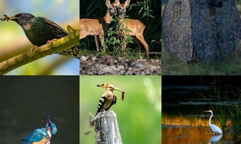 FOTO Imagini Superbe Cu Fauna Din Alba Realizate De Unul Dintre Cei