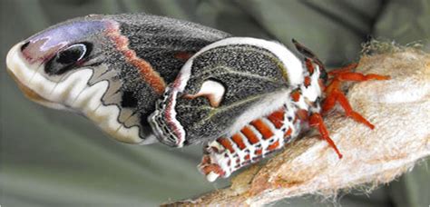 Cecropia Moth Hyalophora Cecropia Linnaeus