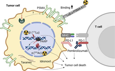 提高 Psma 靶向放射性核素治疗晚期前列腺癌的疗效——联合策略current Oncology Reports X Mol